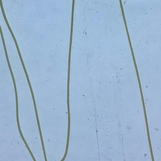 Bullseye Glass 4153-00F Disc Canary Yellow Streamers on Clear listing