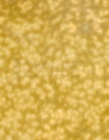 Wissmach Glass 2M-914 14x18 Golden Beige Mottle quarter stock sheet