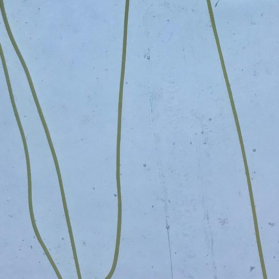 Bullseye Glass 4153-00F Disc Canary Yellow Streamers on Clear SQFT Listing