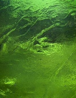 Kokomo Glass 652 32x42 Dark Green Cathedral full stock sheet